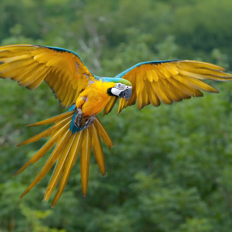 Blue & Gold Macaw