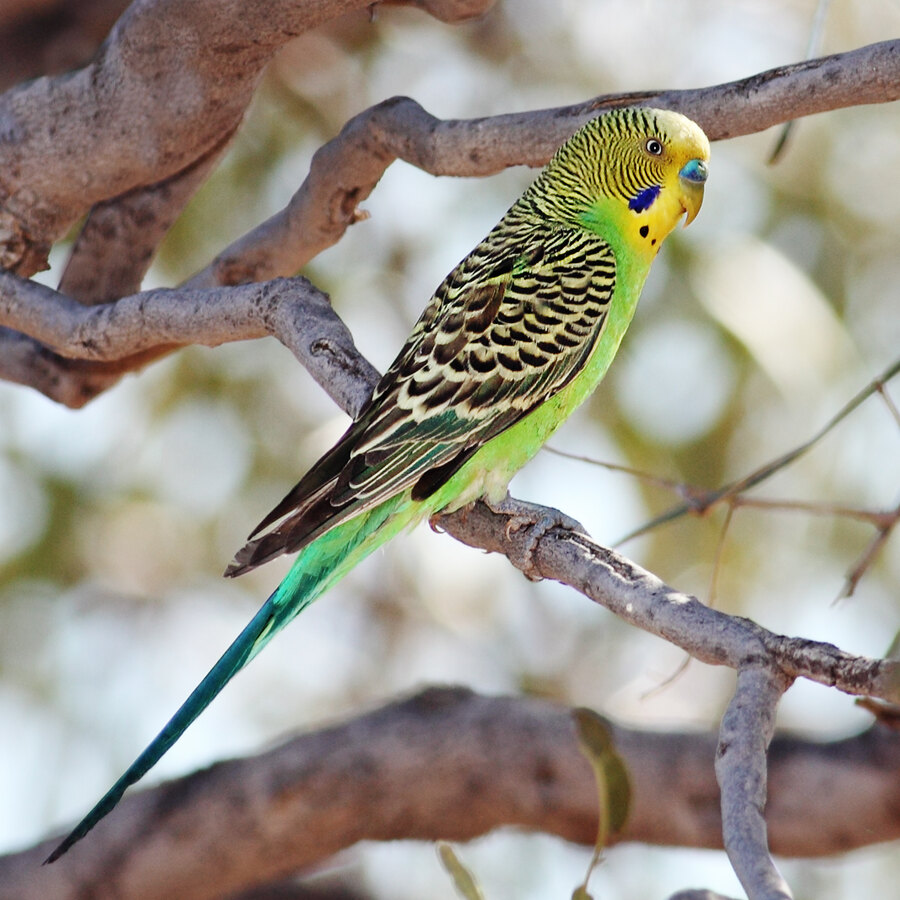 Budgerigar (Budgie)