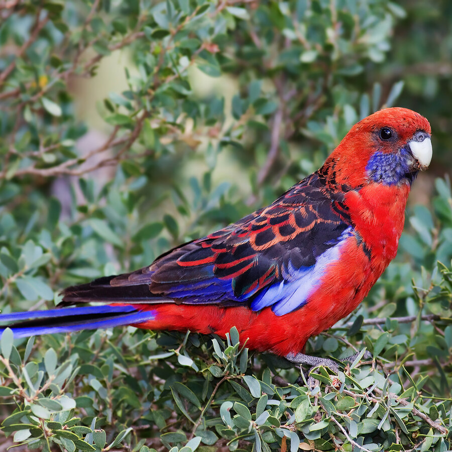 Rosellas