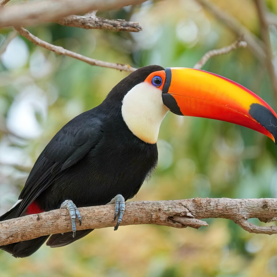 Toucans