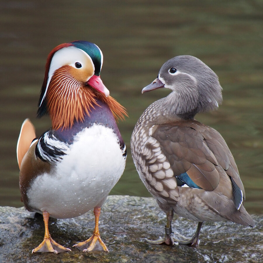 Mandarin Duck