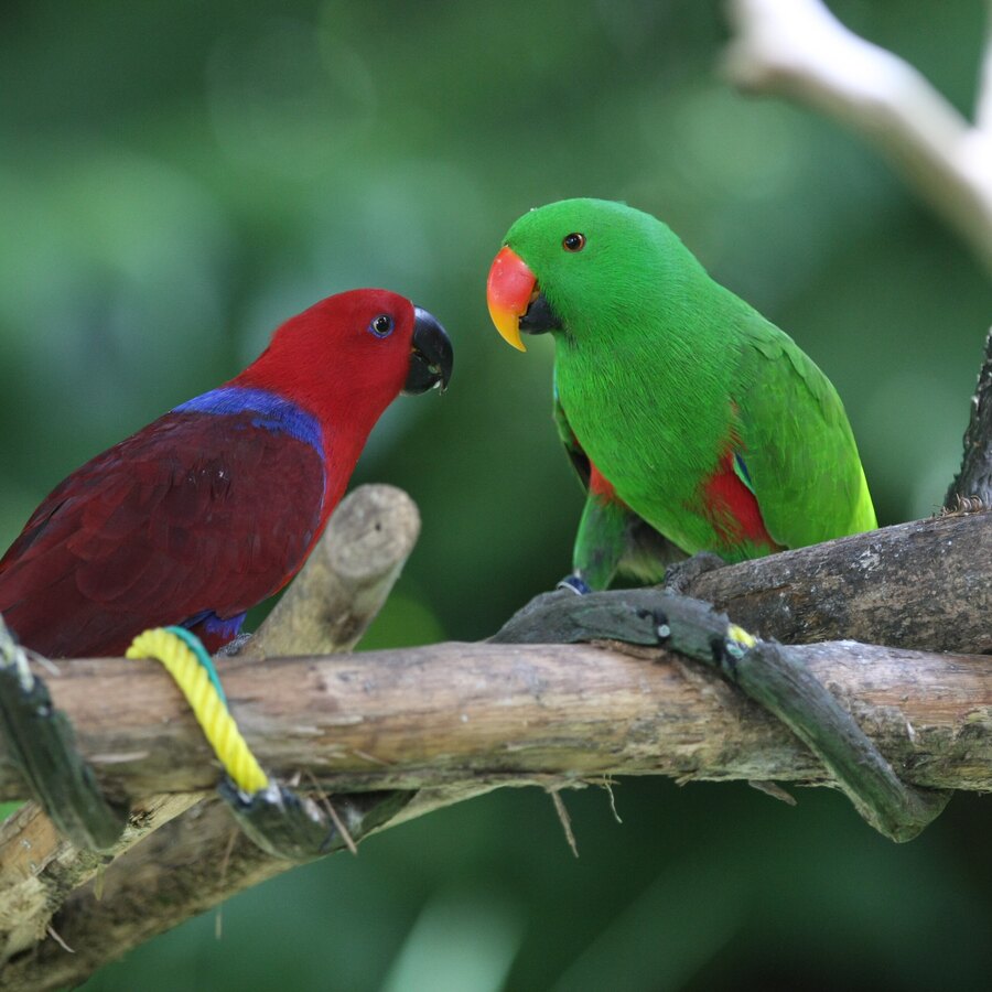 Eclectus Parrot