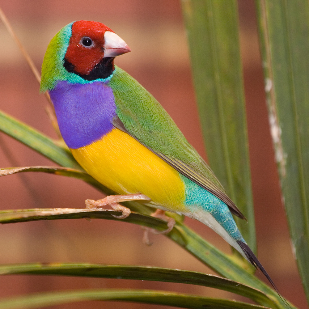 Finches