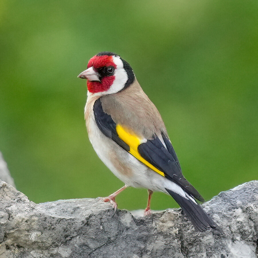 European Goldfinch Finch