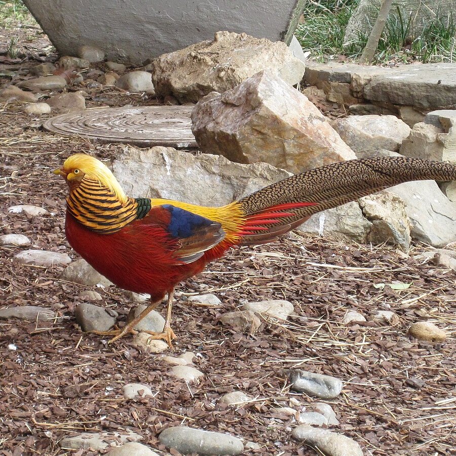 πͺΆ Pheasants