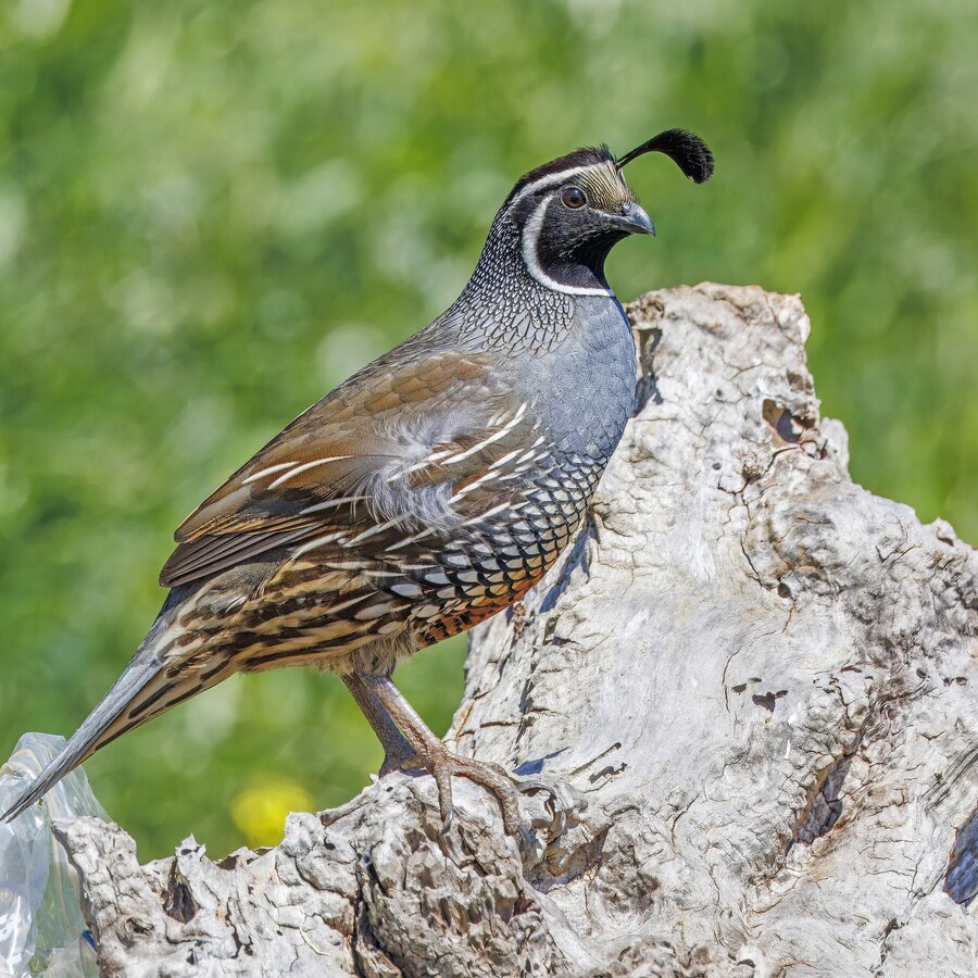 California Quail