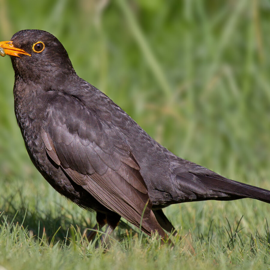 Blackbird