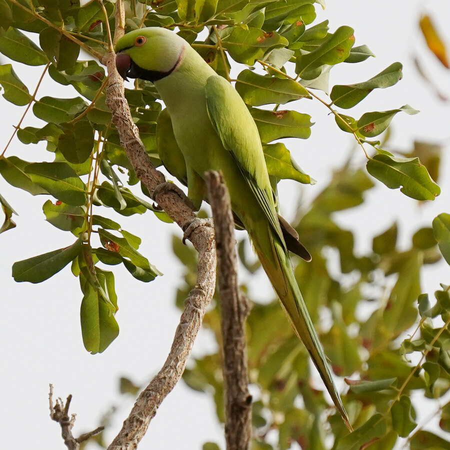 Indian Ringneck