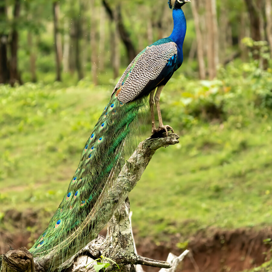 🦚 Peafowl