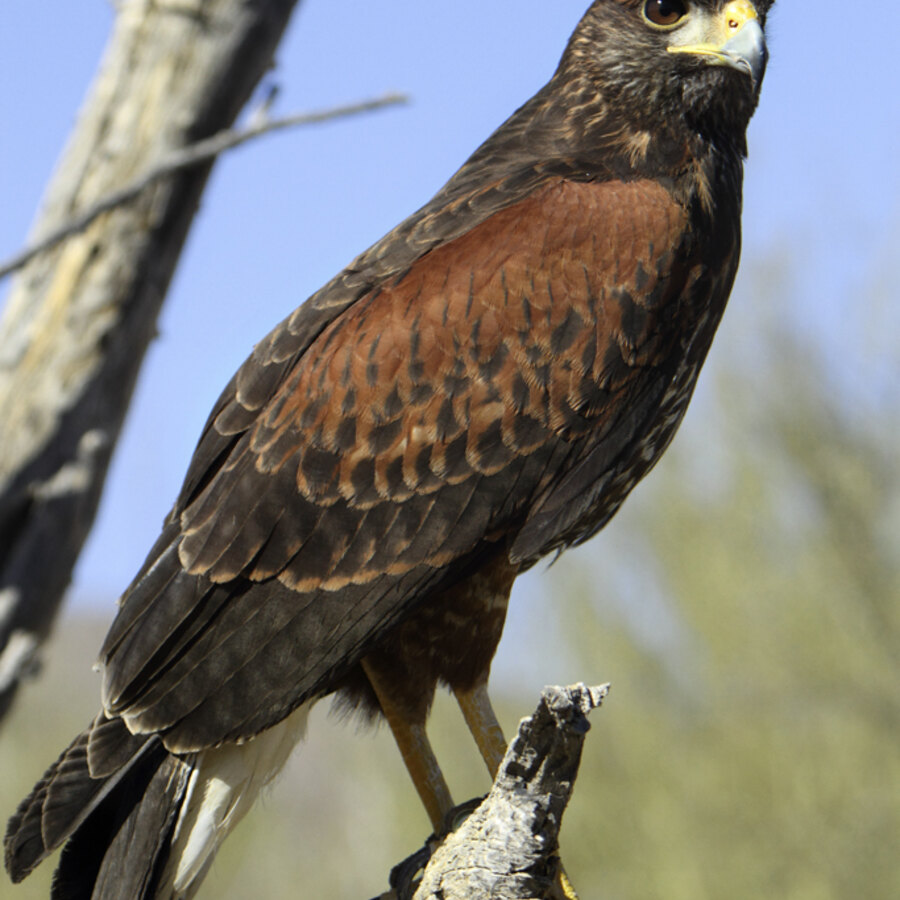 Harris's Hawk