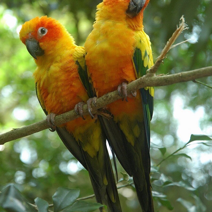 Sun Conure